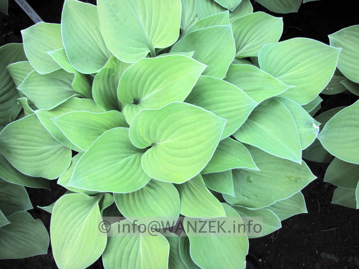 Hosta Hybride Janet Blue 01.JPG